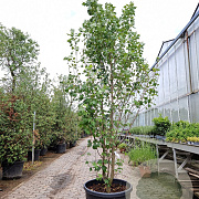 Acer rubrum 250-300 cm cont. 95L