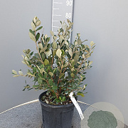 Acca sellowiana 50-60 cm 10L