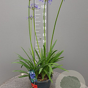 Agapanthus 'Dr Brouwer' GM 9L