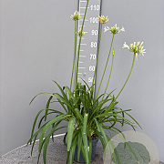 Agapanthus Eydori White GM C3