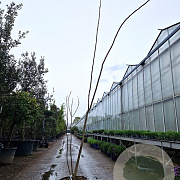 Albizia julibr. Ombrella 200-250 cm 35L