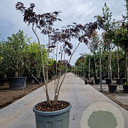 Albizia julibr. 'Summer Chocolate' 200-250 cm cont. 70L meerstammig