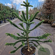 Araucaria araucana 130-140 cm 35L kegel