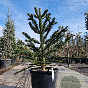 Araucaria araucana 130-140 cm cont. 70L