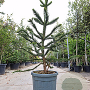 Araucaria araucana 140-150 cm 45L