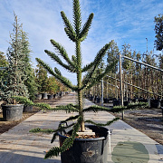 Araucaria araucana 160-170 cm 7,5L 3-5 tak