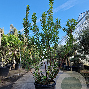 Arbutus unedo 175-200 cm 45L
