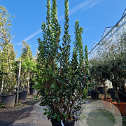 Arbutus unedo 200-250 cm 45L