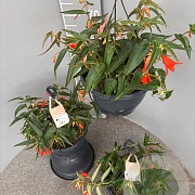 Begonia 'Bon Fire' gm 4,0L