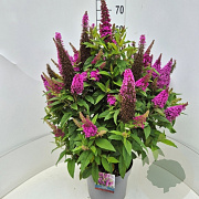 Buddleja d. B. Candy Little Cerise 50-60 cm 20L