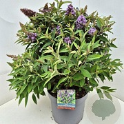 Buddleja d. B. Candy Lila Sweeth. 40-50 cm 10L