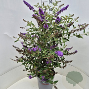Buddleja Free Petite Blue Heaven 80-100 cm 10L