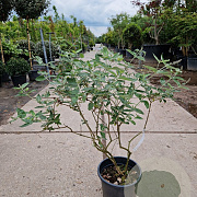 Buddleja Free Petite Blue Heaven 80-100 cm container