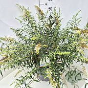 Buddleja Flutterby Pet. Snow White 50-60 cm 20L