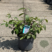 Callicarpa bod. 'Profusion' 60-80 cm 10L
