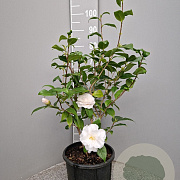 Camellia j. 'Hagoromo' 40-60 cm 10L
