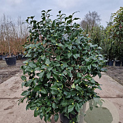Camellia j. 'Jupiter' 80-100 cm 30L