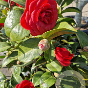Camellia j. 'Mrs Charles Cobb' 125-150 cm 15L