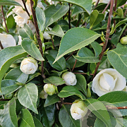 Camellia j. 'Miss Lyla' 100-120 cm container  50 cm stam