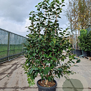 Camellia japonica 125-150 cm container 