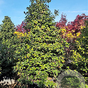 Camellia japonica 300-350 cm container solitair
