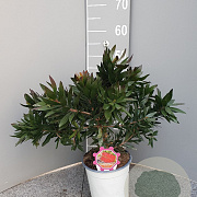 Callistemon 'Red Rocket' GM P17