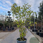 Cercis canadensis 200-250 cm container meerstammig extra