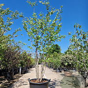 Cercis canadensis 250-300 cm container meerstammig