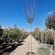 Cercis can. 'Forest Pansy' 180 cm stam container 14-16