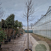 Cercis can. 'Forest Pansy' 180 cm stam container 8-10