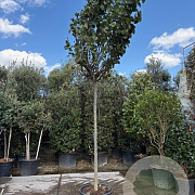 Cercis can. 'Forest Pansy' 190 cm stam container 16-18
