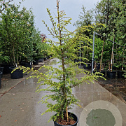 Cedrus deod. 'Aurea' 100-125 cm 18L