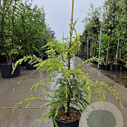 Cedrus deod. 'Aurea' 80-100 cm 18L