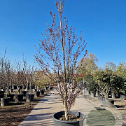 Cercidiphyllum j. 'Rotfuchs' 350-400 cm cont. 160L