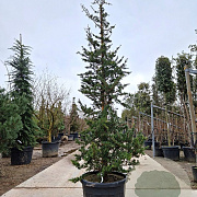 Cedrus libani 200-250 cm cont. 70L