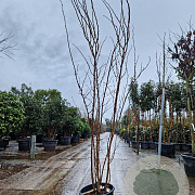 Cercis siliquastrum 200-250 cm cont. 285L meerstammig