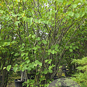 Cercis siliquastrum 300-350 cm container meerstammig
