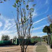 Cercis siliquastrum 350-400 cm container meerstammig