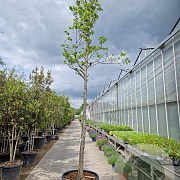 Cercis siliquastrum 'Alba' 220 cm stam container 20-25