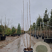 Clerodendrum trichotomum 175-200 cm container meerstammig