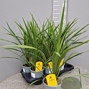 Cordyline australis 40-50 cm C1.2