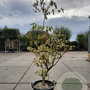 Cornus controversa 'Variegata' 150-175 cm 35L