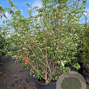 Cornus kousa chinensis 200-250 cm cont. 110L MPS