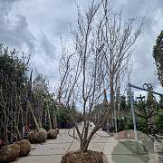 Cornus kousa 300-350 cm container solitair