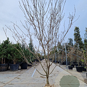 Cornus k. 'Satomi' 200-250 cm cont. 70L meerstammig