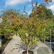 Cornus k. 'Tsukuba-no-mine' 200-250 cm container solitair