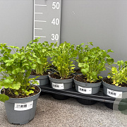 Coriandrum sativum P14
