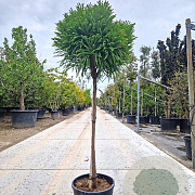 Cryptomeria j. 'Globosa Nana' 80 cm stam container 40-50 bol