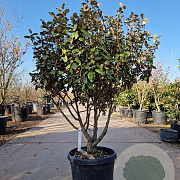 Elaeagnus ebbingei 100-125 cm cont. 130L meerstammig