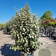 Elaeagnus ebbingei 125-150 cm 50L
